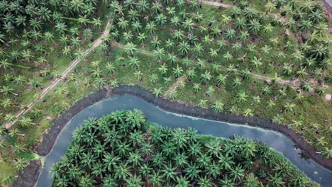 Aerial-rotating-descending-look-down-coconut-and-oil-palm-plantation